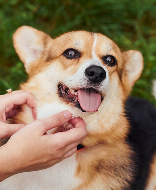 犬の皮膚ケアの様子